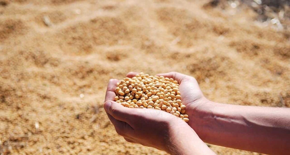 Soybean Futures Climb After USDA Lowers Yield Estimate and Exporters Secure Oil Sale - Imagem do artigo