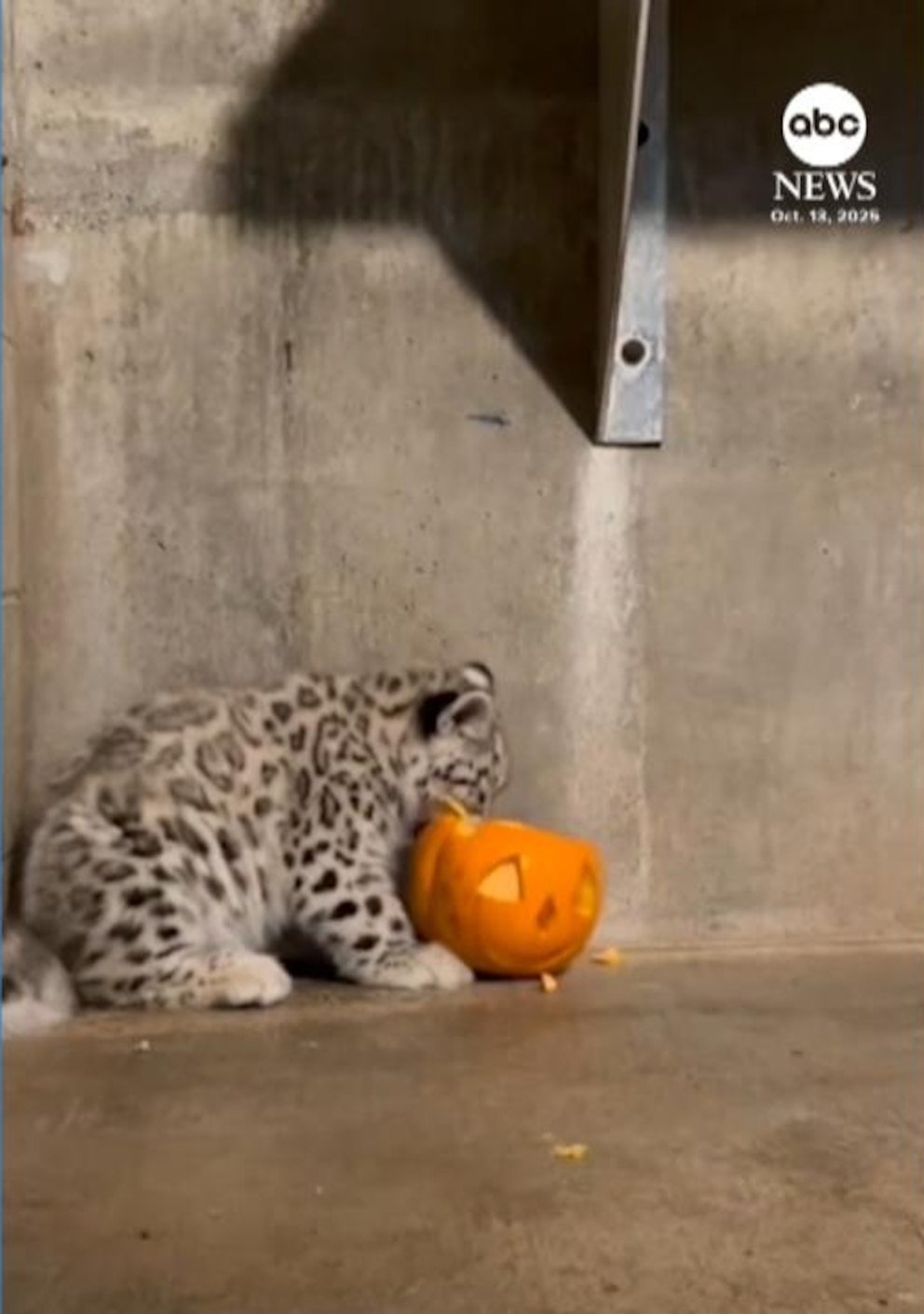 Video Snow leopard cub treated to first pumpkin at Michigan zoo - Imagem do artigo original