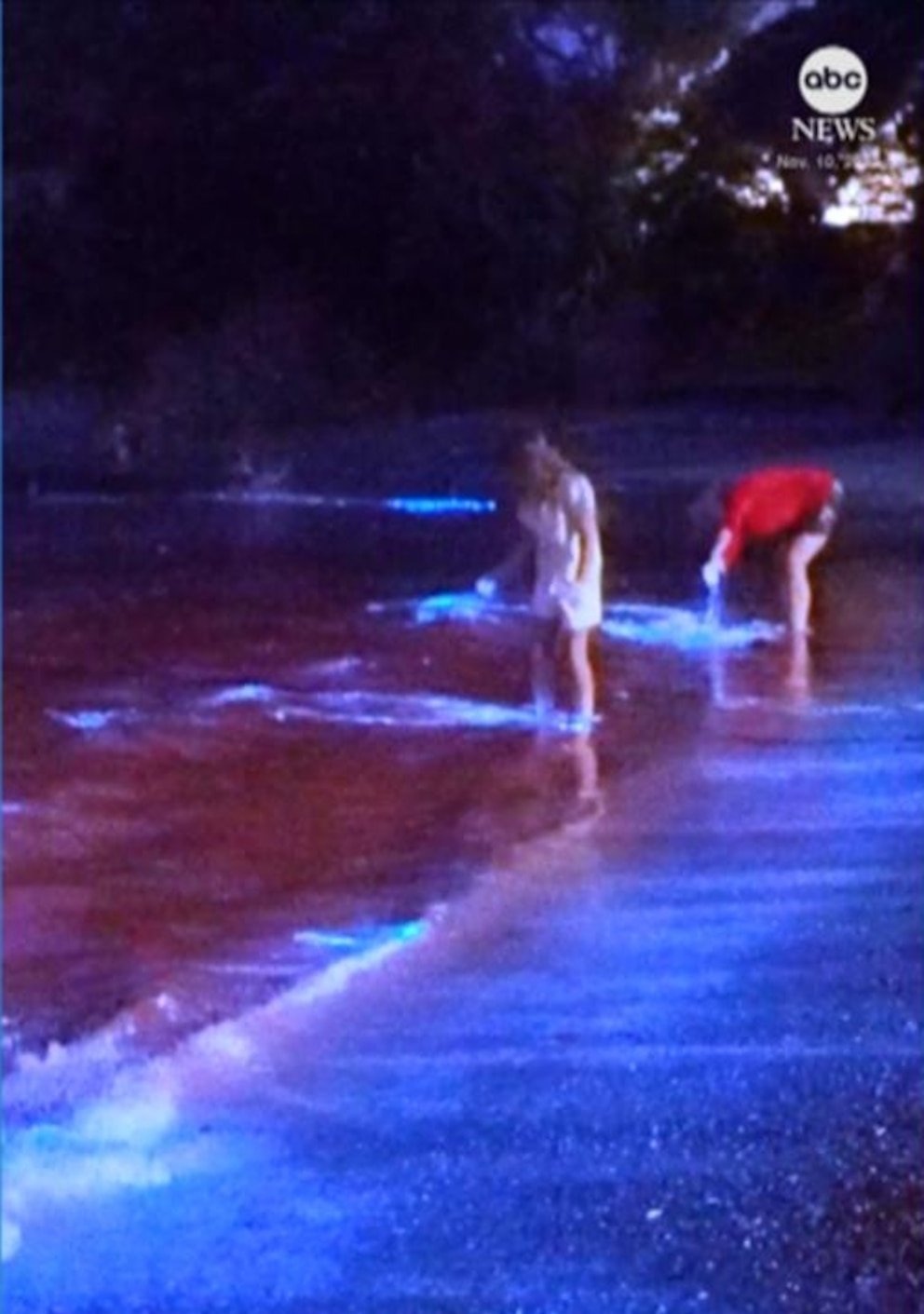 Bioluminescent Shoreline Captured on Video Draws Crowds in New Zealand - Imagem do artigo original