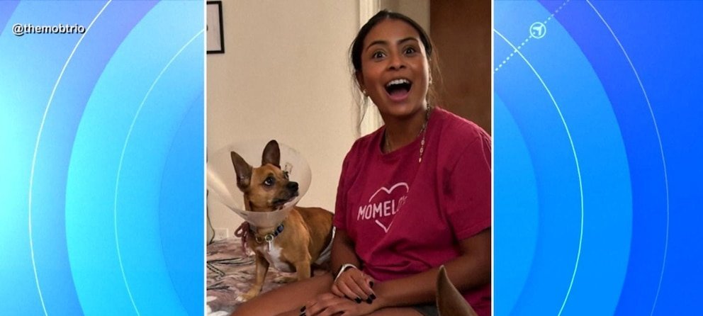 Video Chihuahua’s viral moment hearing Spanish helps him find a home - Imagem do artigo original