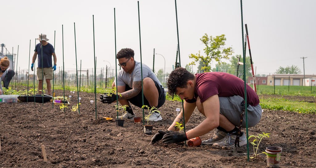 Community Garden in Grand Forks Cultivates Food, Culture, and Social Bonds - Imagem do artigo