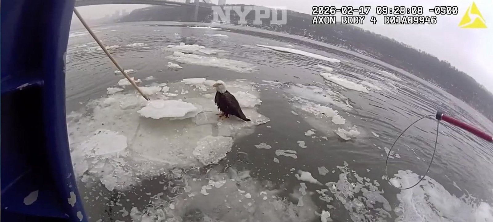 NYPD Harbor Unit Retrieves Injured Bald Eagle From Ice on Hudson River - Imagem do artigo original