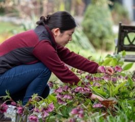 Hellebores Offer a Quick Burst of Spring Color for Gardeners Planting in April