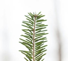 Humility Emerges as a Silent Driver of Success and Well-Being