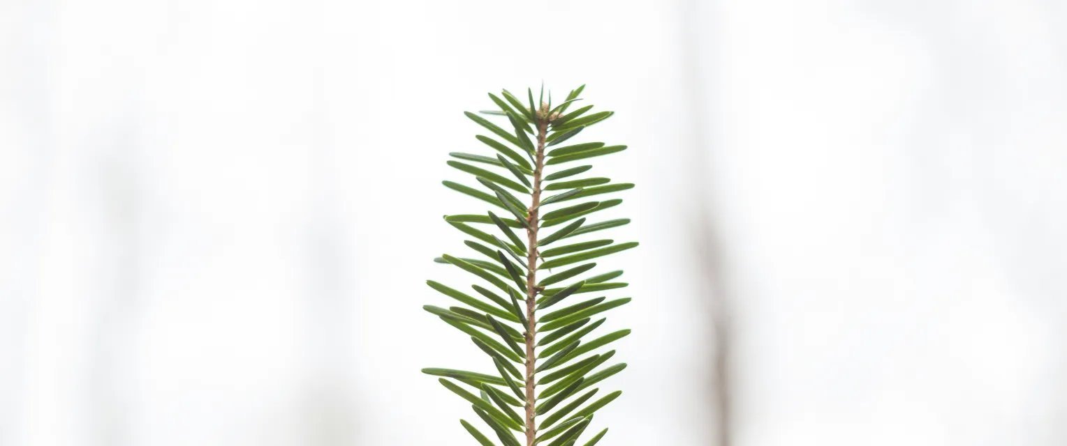 Humility Emerges as a Silent Driver of Success and Well-Being - Imagem do artigo