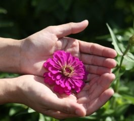 Zinnias Offer a Reliable Burst of Color When Planted in April
