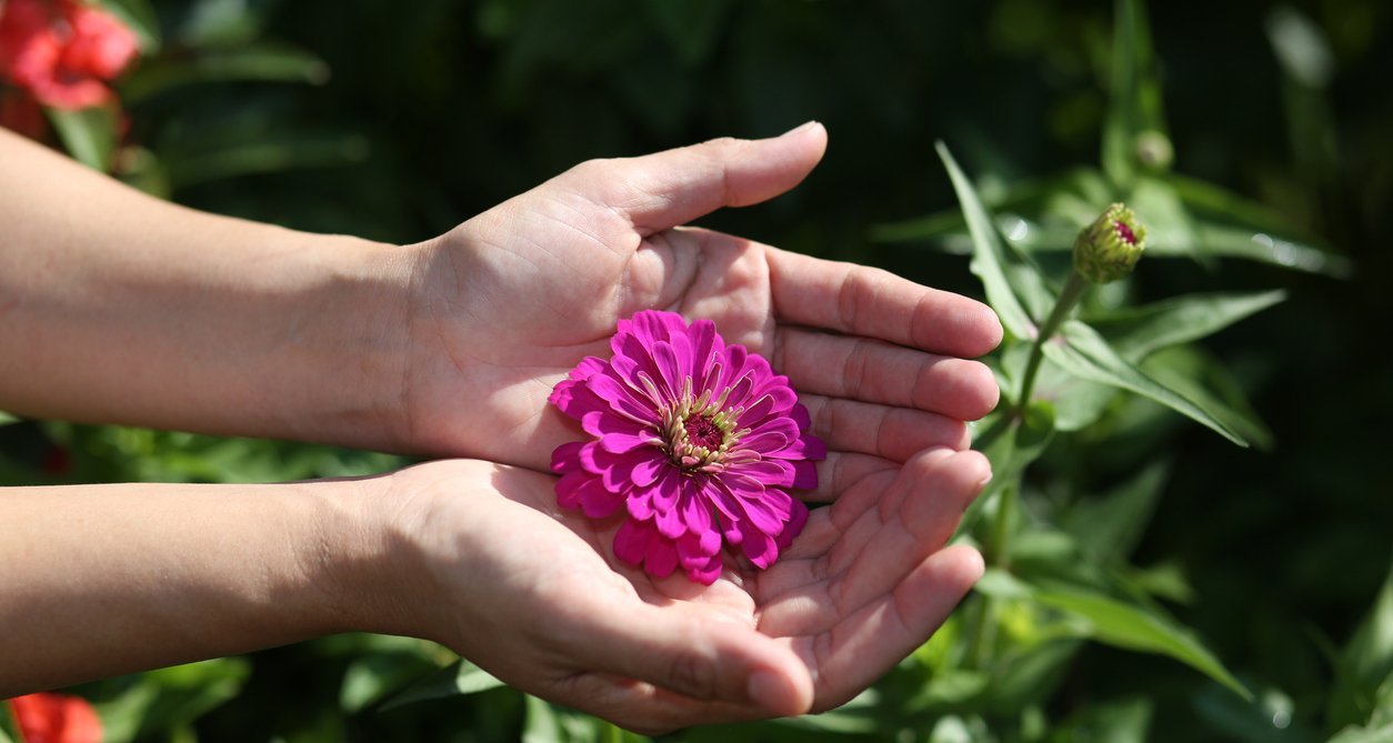 Zinnias Offer a Reliable Burst of Color When Planted in April - Imagem do artigo