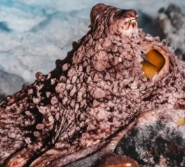 Growing Scientific and Legal Recognition of Cephalopod Sentience Raises Questions About Eating Octopus