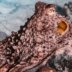 Growing Scientific and Legal Recognition of Cephalopod Sentience Raises Questions About Eating Octopus