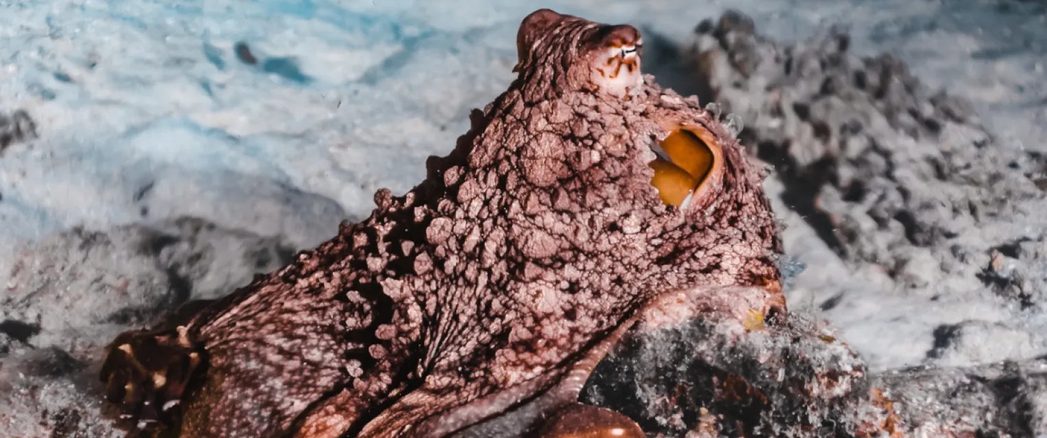 Growing Scientific and Legal Recognition of Cephalopod Sentience Raises Questions About Eating Octopus - Imagem do artigo